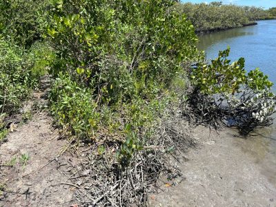 Mangroves growing along the ocean.