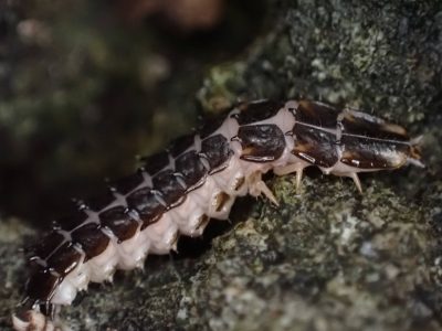 A close-up image of a larval firefly sitting on a rock. Its flattened pink body is covered in dark scales.