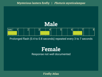 Flash pattern diagram depicting the male flash of the mysterious lantern firefly. Female response flash is not well documented.