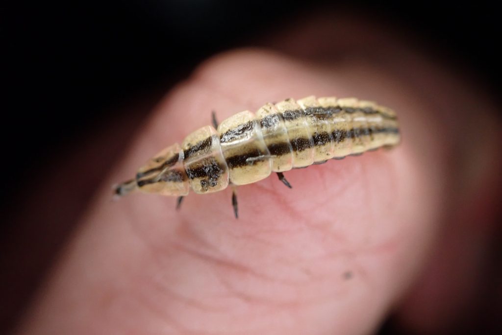 A close-up photo of a keel-necked firefly (Pyractomena ecostata) perched on a finger.