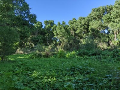 A landscape scene depicting a dense green understory of forbs surrounded by an amphitheater of trees, backed by a blue sky.