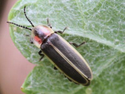 An adult Southwest synchronous firefly sitting on a green leaf.