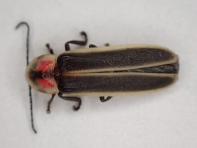 Ventral view of an adult male Southwest synchronous firefly, with characteristic yellow margins on the wing covers and head shield with red and black markings.