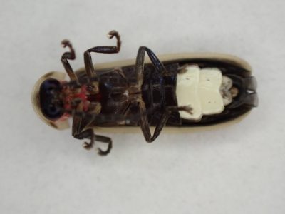 Ventral view of an adult male Southwest synchronous firefly, with lanterns and large eyes visible.