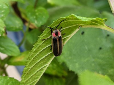 Close-up image of an adult big dipper firefly perched on the underside of a leaf.