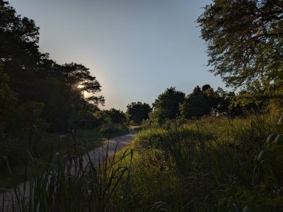 A path lined by thick grasses, trees, and shrubs near sunset. The sun is behind the trees and the sky is clear.