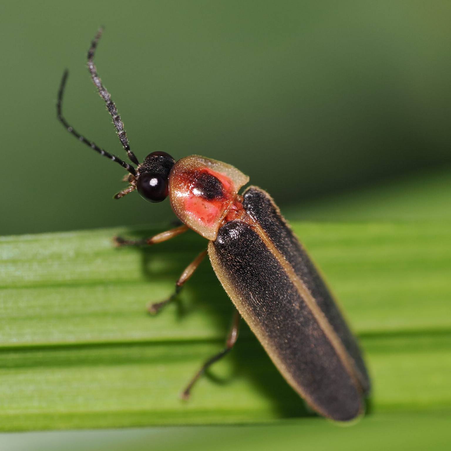 A close-up image of a big dipper firefly perched on a grass blade.
