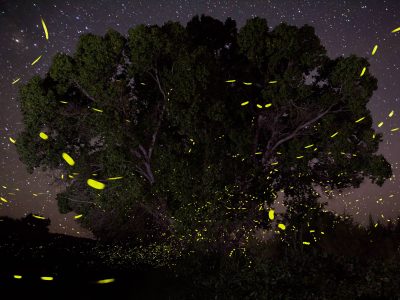 Yellow-green flashes of the Southwest synchronous firefly are set against a darkened backdrop of a large tree.