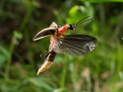 Close-up image of an adult big dipper firefly in flight, its wing covers pulled back and its wings flapping forward.