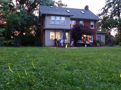 A grassy yard in front of a two-story house at twilight. Just above the grass the J-shaped flashes of the big dipper firefly can be seen.