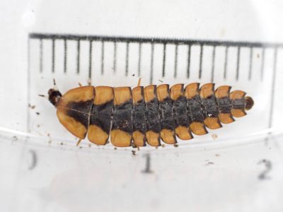A brown and black larva of what may be a sky island firefly set against a ruler.