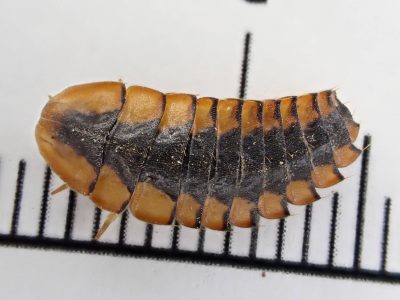 A brown and black larva of what may be a sky island firefly set against a ruler.