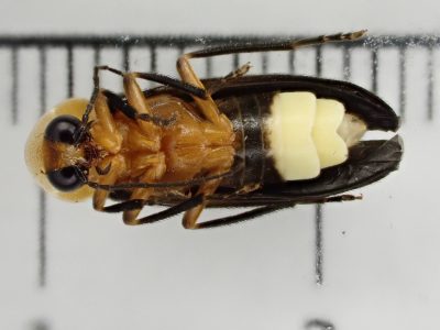 A pinned specimen of the sky island firefly from TX.
