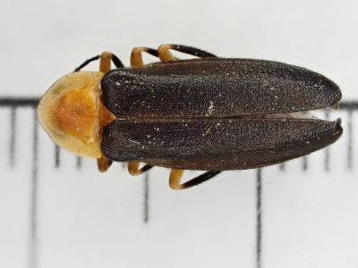 A pinned specimen of the sky island firefly from TX.