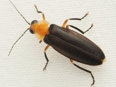 An adult sky island firefly with characteristic black body and orange head shield.
