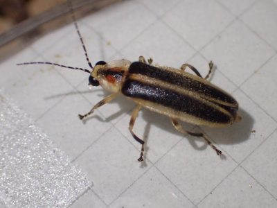 A close-up image of an adult loopy five firefly sitting on a paper grid.