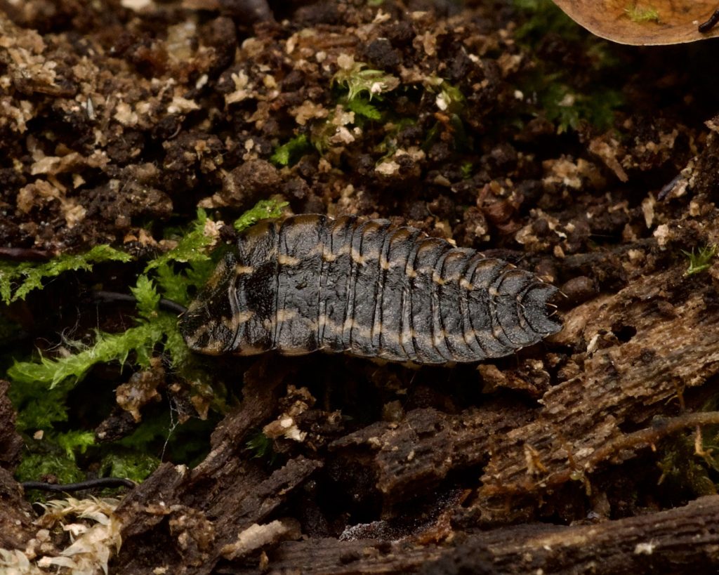 A close-up photo of a Photuris larva crawling along the soil surface at a site in Ohio.