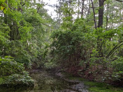 Forested wetland with dense trees and understory plants and a sphagnum mat.