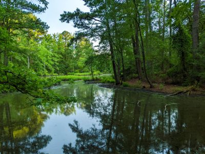 Forested riparian area.