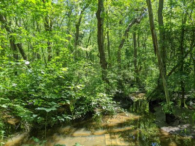 Forested wetland with dense trees and understory plants.