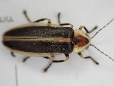 Dorsal image of the cypress firefly (Photuris walldoxeyi).