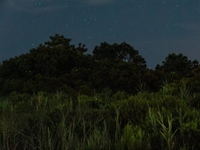 The characteristic double green flash of the Bethany Beach firefly can be seen against a darkened background of trees, forbs, and sky.