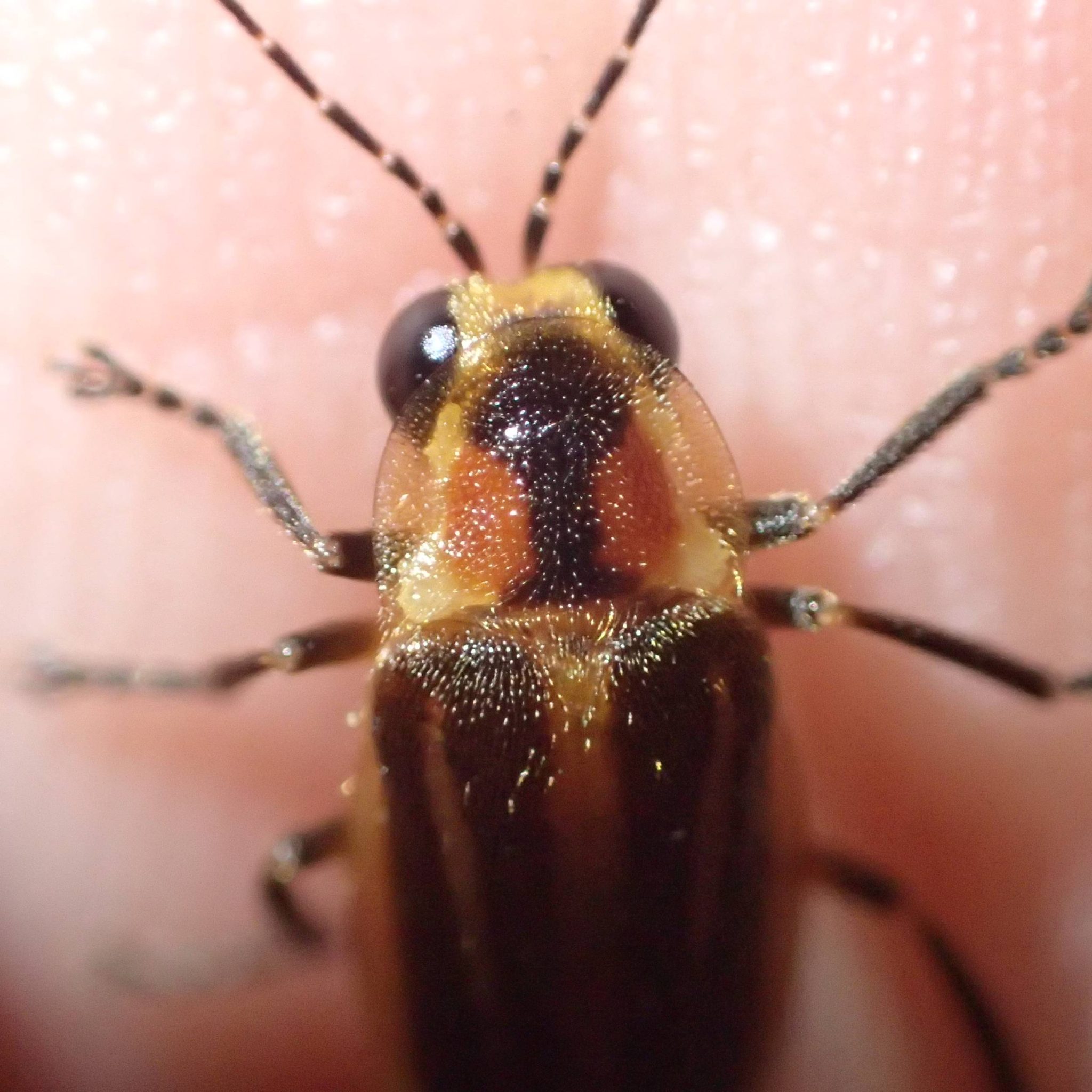 Close-up image of an adult Bethany Beach firefly sitting on a hand.
