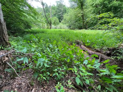 A shallow grassy wetland surrounded by trees and forbs.