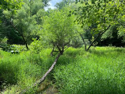 A shallow grassy wetland interspersed by trees.