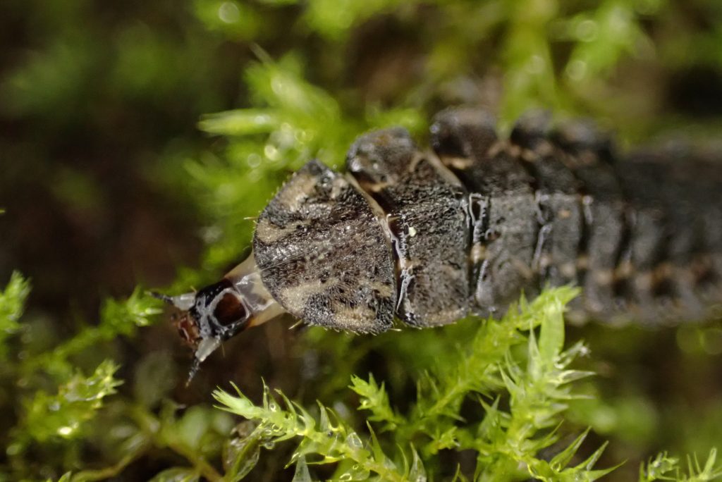 A close-up photo of a Photuris firefly larva crawling through moss, its head extended.