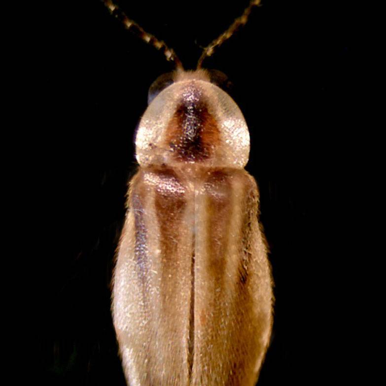 A pinned firefly specimen against a dark background.