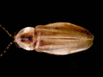A pinned firefly specimen against a dark background.