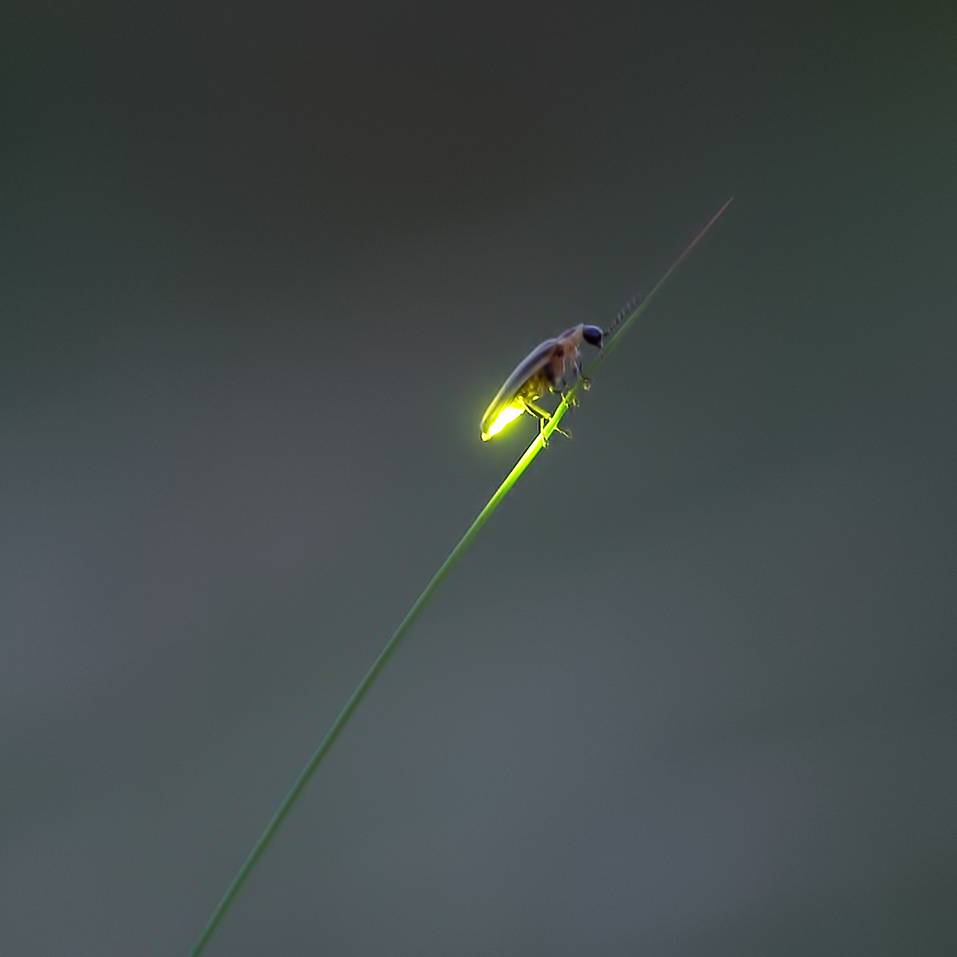 An adult salt marsh firefly clings to a grass blade, its lantern aglow.