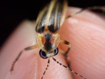 A close-up image of an adult salt marsh firefly clasped between fingers.