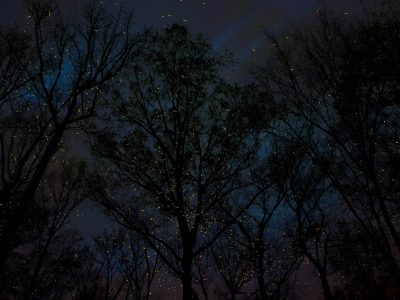The bright flashes of spring tree-top flashers can be seen against the dark silhouette of a tree at night.