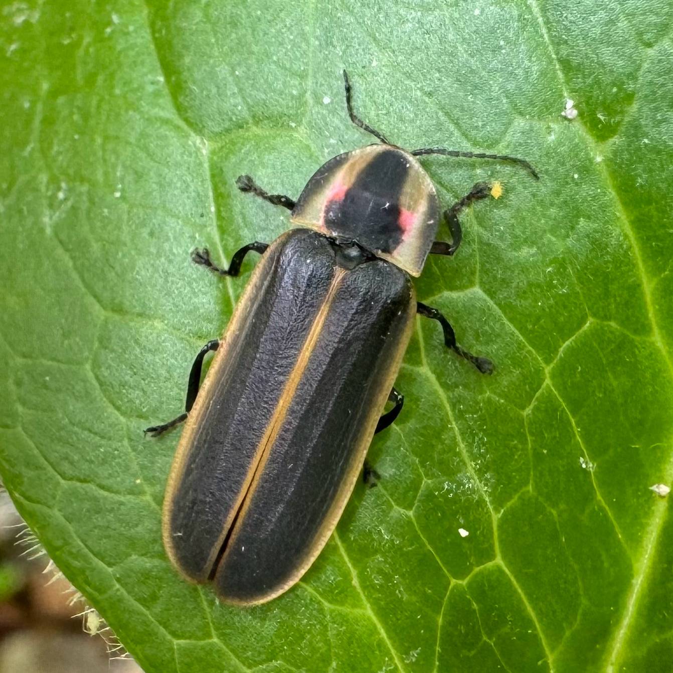 An adult spring tree-top flasher firefly sits on a bright green leaf.