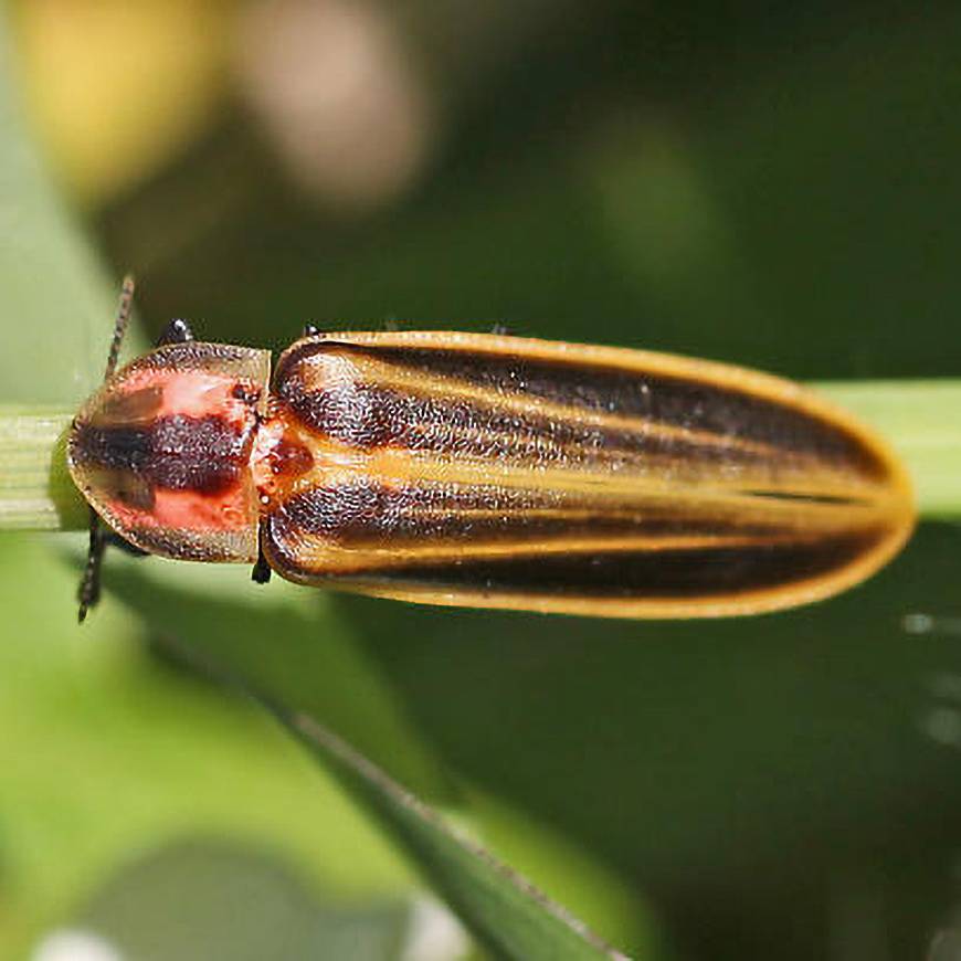 A close-up image of an adult keel-necked firefly perched on a grass blade.