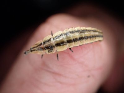 A close-up image of a keel-necked firefly larva on a finger.