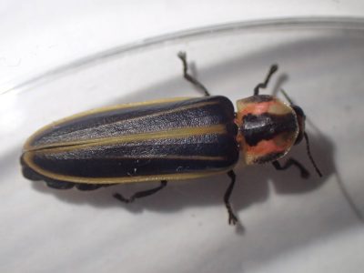 A close-up image of an adult keel-necked firefly sitting in a petri dish against a white background.