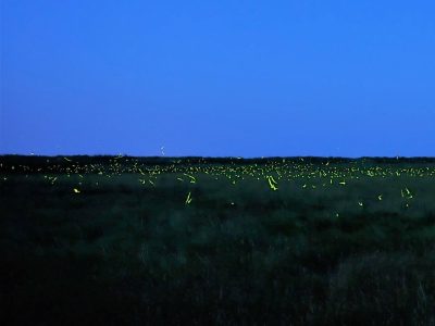 Dozens of firefly flashes sparkle above a salt grass flat at night.
