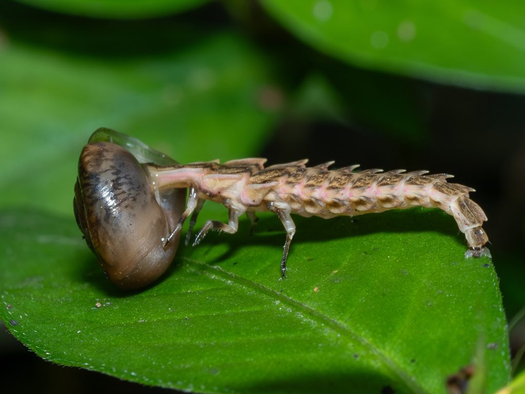 A close-up image of a Pyractomena firefly larva sitting on a leaf and feasting on a snail.