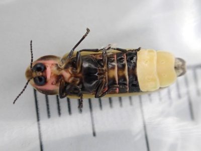 A close-up image of the underside of an adult male keel-necked firefly sitting in a petri dish against a white background.