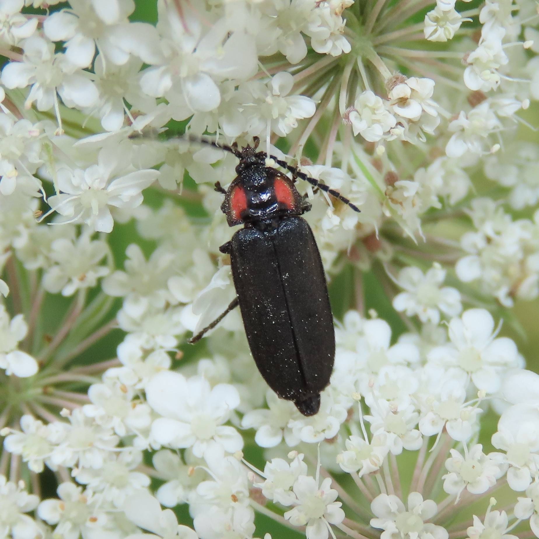 A black-bordered elf sitting on a cluster of white flowers.