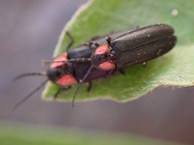 A mating pair of black-bordered elves (Pyropyga nigricans) on a leaf.