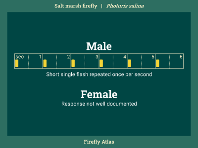 Flash pattern diagram depicting the male flash of the salt marsh firefly. Female response flash is not well documented.