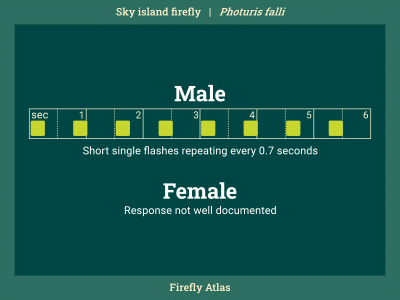 Flash pattern diagram depicting the male flash of the sky island firefly. Female response flash is not well documented.