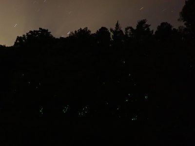 A darkened forest silhouetted against a night sky, with firefly flashes bright against the vegetation.