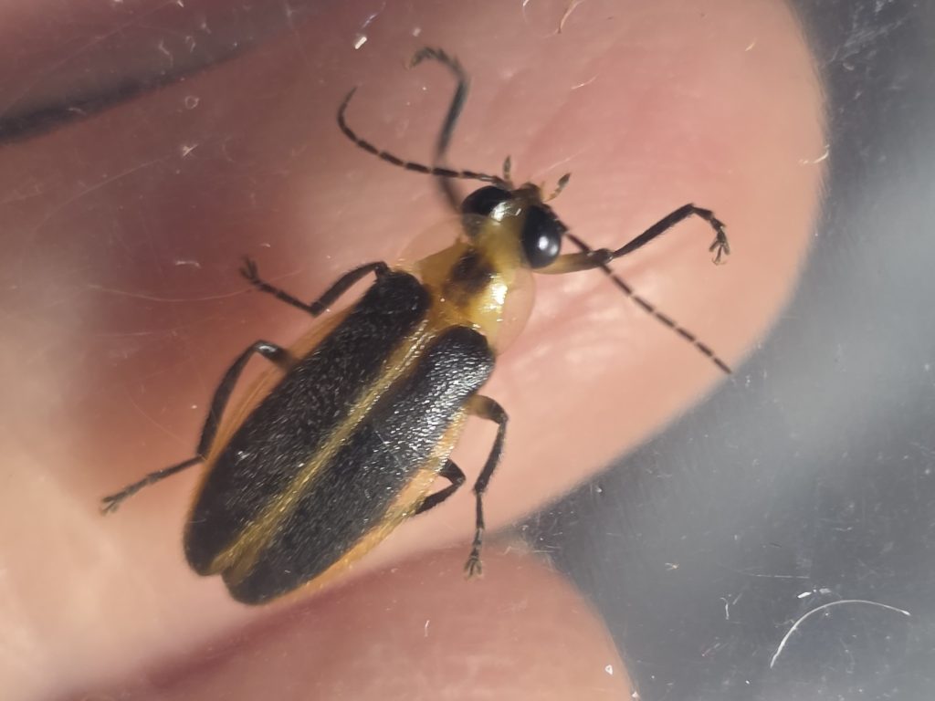 A snappy single sync firefly (Photuris frontalis) in hand.