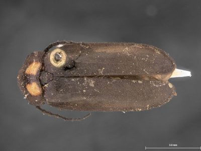 An overhead view of a pinned specimen of the twice-wounded firefly.