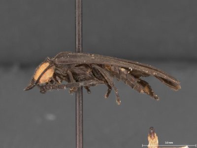 A side view of a pinned specimen of the twice-wounded firefly.